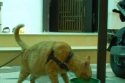 尼康9700的卓越性能与拍摄体验（全新尼康9700带来的影像创作新境界）